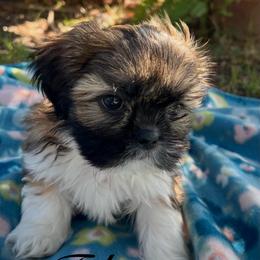 Tyler - Gold and white male Shih Tzu puppy in Hemet, California from Aloha Shih Tzu