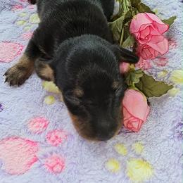 Licorice - Black and tan female Dachshund puppy in Bergen, New York from T. Rex Doxies & Friends