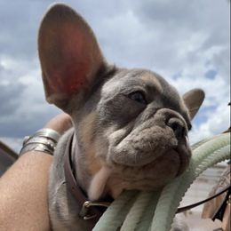 French Bulldogs from Desert Soul Frenchies