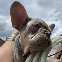French Bulldogs from Desert Soul Frenchies