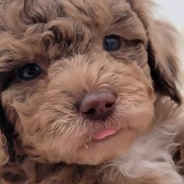 Aussiedoodles, Goldendoodles, and Labradoodles from Southern Olive Doodles 🫒