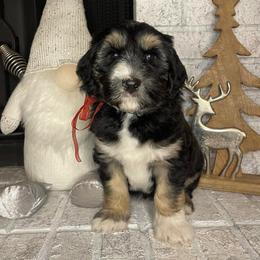 Green - Black and white male Sheepadoodle puppy in Archer, Florida from Gainesville Sheepadoodles