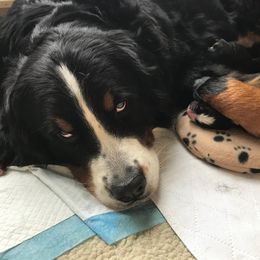 Bernese Mountain Dog Puppies from Locust Hill Berners