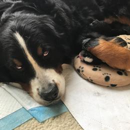 Bernese Mountain Dog Puppies from Locust Hill Berners