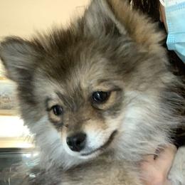 Cookie  - Pomsky