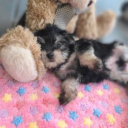 Puppy6 - Black female Morkie puppy in Loxahatchee, Florida from Cristy's Morkies