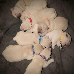 4th pick of the boys from the Soda Pop Pups - Golden male Golden Retriever puppy in Fithian, Illinois from LOMAH Retrievers