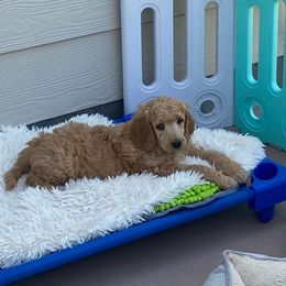 GAMORA - Apricot Poodle puppy in Thornton, Colorado from Shandy Poodle