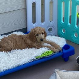 GAMORA - Apricot Poodle puppy in Thornton, Colorado from Shandy Poodle