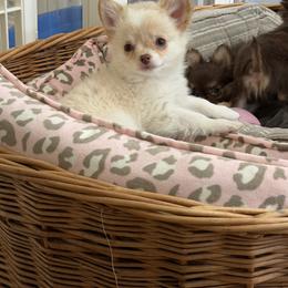 Minka Boy - Cream male Chihuahua puppy in Williamsburg, Virginia from PAWSitive Cheeky Chihuahuas
