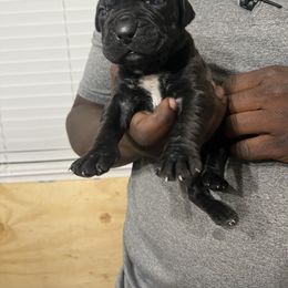 Cane Corso Puppies from Double C Cane Corso Kennel