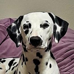 Kimber - Dalmatian