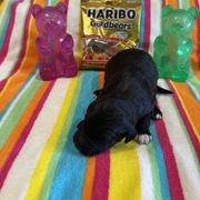 Reykjavik - White and black male Bordoodle puppy in Republic, Missouri from Holland Hilltop Farm