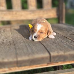 Lincoln - male Golden Mountain Dog puppy in Crawfordsville, Iowa from DoodleBlessings