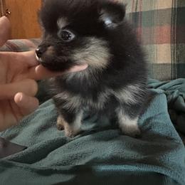 Pomeranian Puppies from Tiny Paw Pomeranians