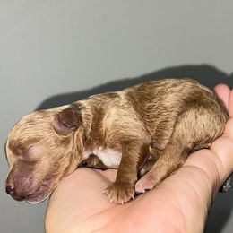 Blossom - Red  female Poodle puppy in Tampa, Florida from The Sweet Life of a Toy Poodle