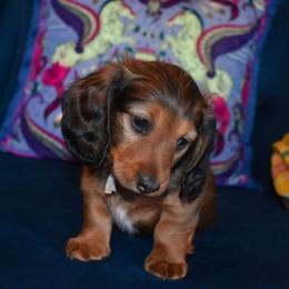 Star - Red male Dachshund puppy in Georgetown, Texas from TopShelf Dachshunds