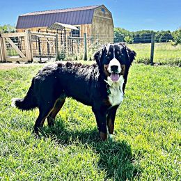 Golden Mountain Dog puppies from Retriever Ranch