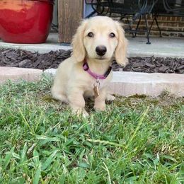 Dachshund Puppies from Karas Royal Dachshunds