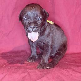 Livia- Yellow collar - Black female Cane Corso puppy in Stilwell, Oklahoma from Killing Joke Kennels