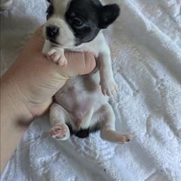 Cupcake - Black and white female Chihuahua puppy in Amity, Pennsylvania from Baxters Chihuahuas