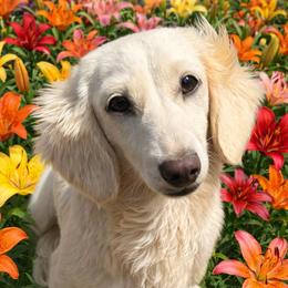 Darla - Dachshund