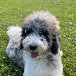 Poodle All Grown Up from Tri-state poodles & Doodles