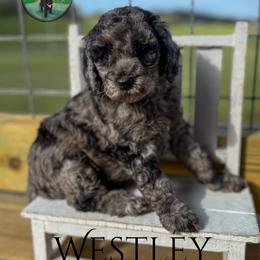 Westley - Merle male Goldendoodle puppy in Ocoee, Tennessee from Liberty Creek Farms