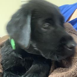 Labrador Retriever Puppies from Cary’s Buck Creek Retrievers