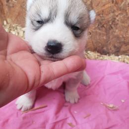 Honey - Gray and white female Siberian Husky puppy in Mccool Junction, Nebraska from Sininger Lagoon