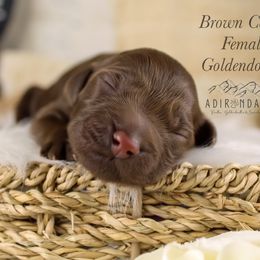 Brown collar - Chocolate female Goldendoodle puppy in Plattsburgh, New York from Adirondack Poodles Goldendoodles,Bernedoodles & Schnoodles