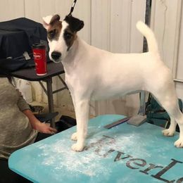 Mercy - Smooth Fox Terrier