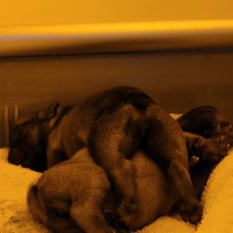 French Bulldog Puppies from 4 Leaf Frenchies