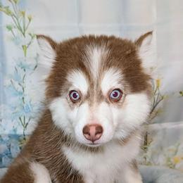 Vernon - 1500 - Red and white male Pomsky puppy in Spring Hill, Florida from www.PuppyTimeEmporium.com