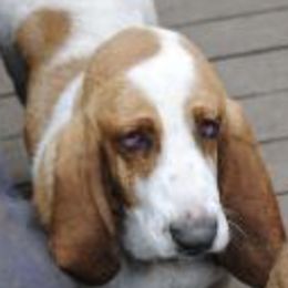 Basset Hounds from Carters Hound Dog Ranch