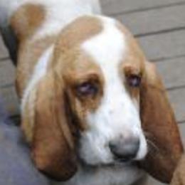 Basset Hounds from Carters Hound Dog Ranch