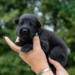Green - Black male German Shepherd puppy in Hammond, Louisiana from Von LaMarca German Shepherds