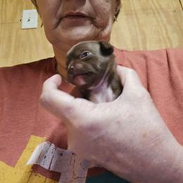 Piper - Chocolate and white female Chihuahua puppy in Orange, Texas from Tiny Paws from God