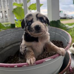 Rita - Blue merle female Australian Shepherd puppy in Ridgeville, Indiana from McCord’s Standard Aussies