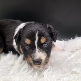Rust - Black tri-color male Australian Shepherd puppy in Annville, Pennsylvania from Creekside Aussies LLC