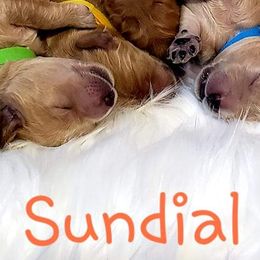 Goldendoodles from Sundial Goldendoodles