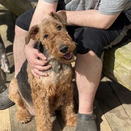 Sophia - Airedale Terrier