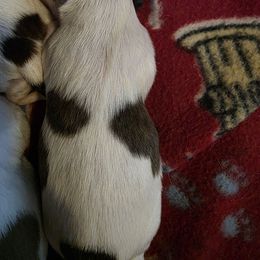 Boy 5 - Brindle and white male Shih Tzu puppy in Rockmart, Georgia from Sonya Garrett
