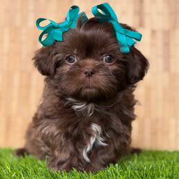 Mercedes - Chocolate female Shih Tzu puppy in San Tan Valley, Arizona from My Puppy Tzu