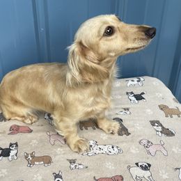 Puff - Dachshund