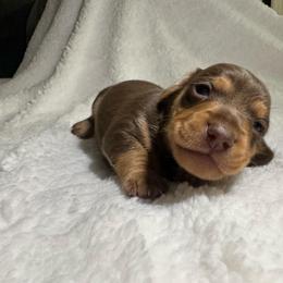 Sleepy Brown - Chocolate and tan male Dachshund puppy in Bakersfield, California from Mad dachshunds