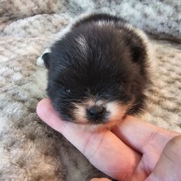 Girl 1 - Black parti female Pomeranian puppy in Visalia, California from J-Pom Lee's