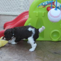 Australian Labradoodle Puppies from All About Love Australian Labradoodles