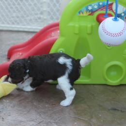 Australian Labradoodle Puppies from All About Love Australian Labradoodles