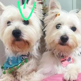 West Highland White Terrier puppies from San Diego Westies